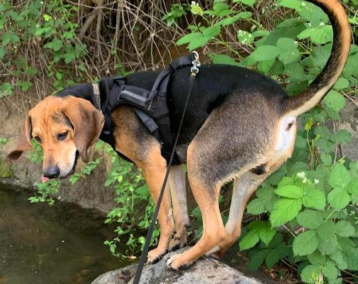 Enlarge Bodhi (CA), a ADOPTABLE Black and Tan Coonhound in Jackson, CA image 2/5