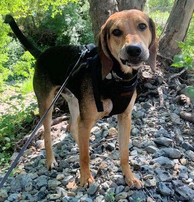 Enlarge Bodhi (CA), a ADOPTABLE Black and Tan Coonhound in Jackson, CA image 5/5