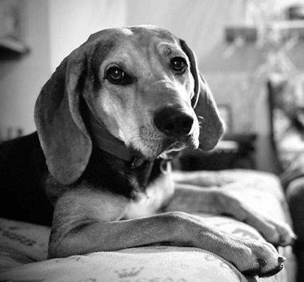 Enlarge Bodhi (CA), a ADOPTABLE Black and Tan Coonhound in Jackson, CA image 3/5