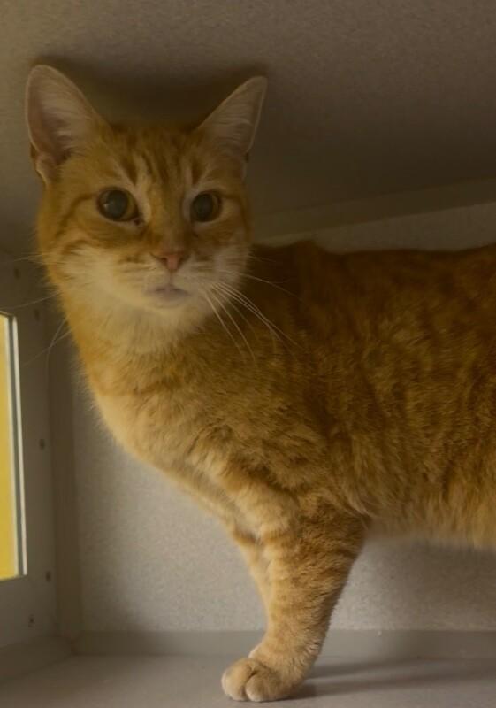 Ginger, a Adoptable Domestic Long Hair in Osseo, MI image 1/3