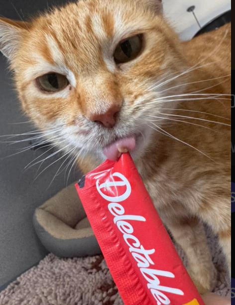 Ginger, a Adoptable Domestic Long Hair in Osseo, MI image 3/3