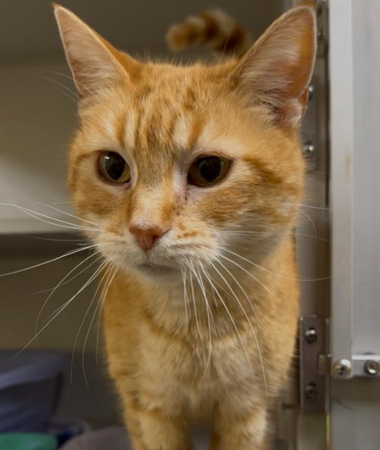 Enlarge Ginger, a Adoptable Domestic Long Hair in Osseo, MI image 3/3