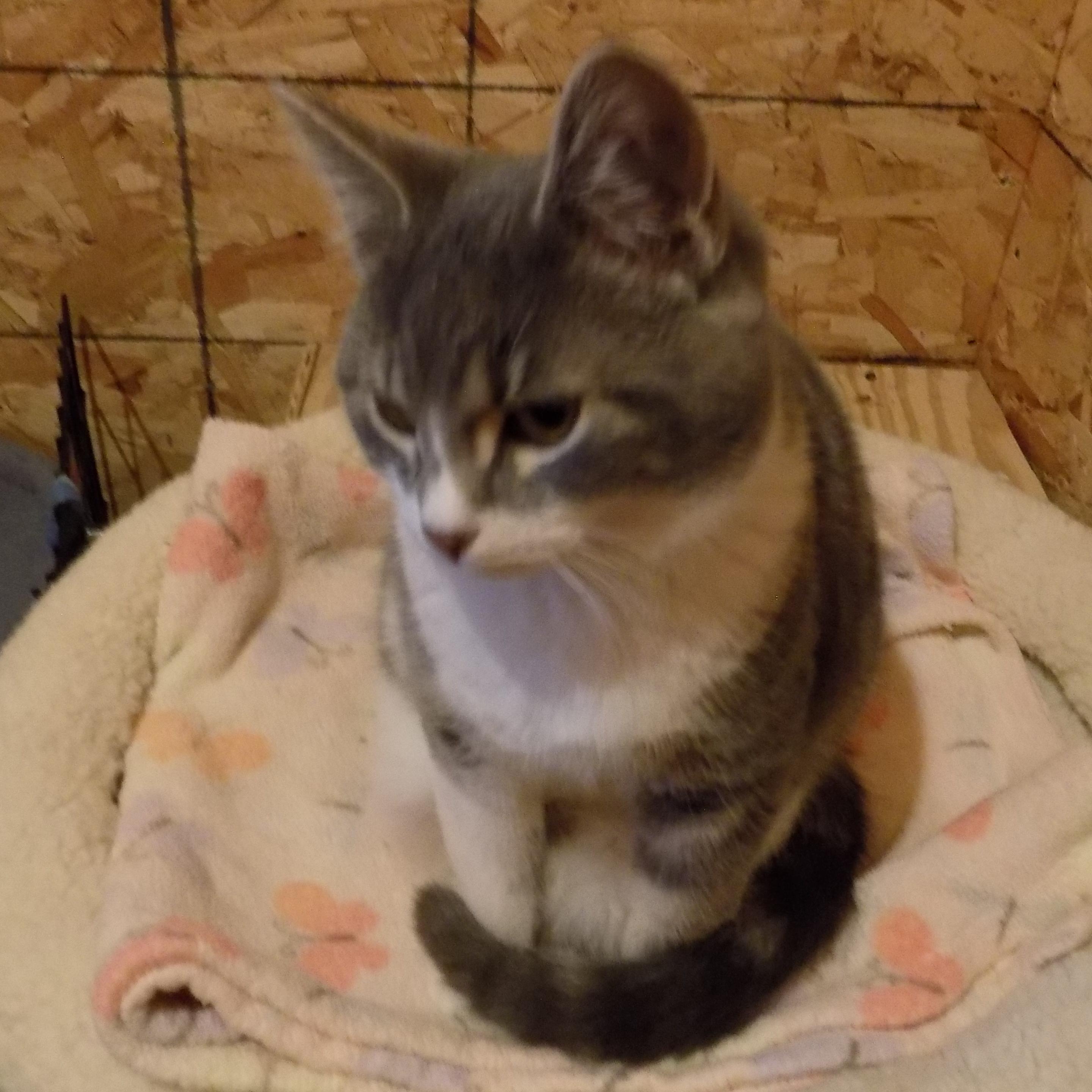 Enlarge Julian, a ADOPTABLE Domestic Short Hair in Savanna, IL image 3/3