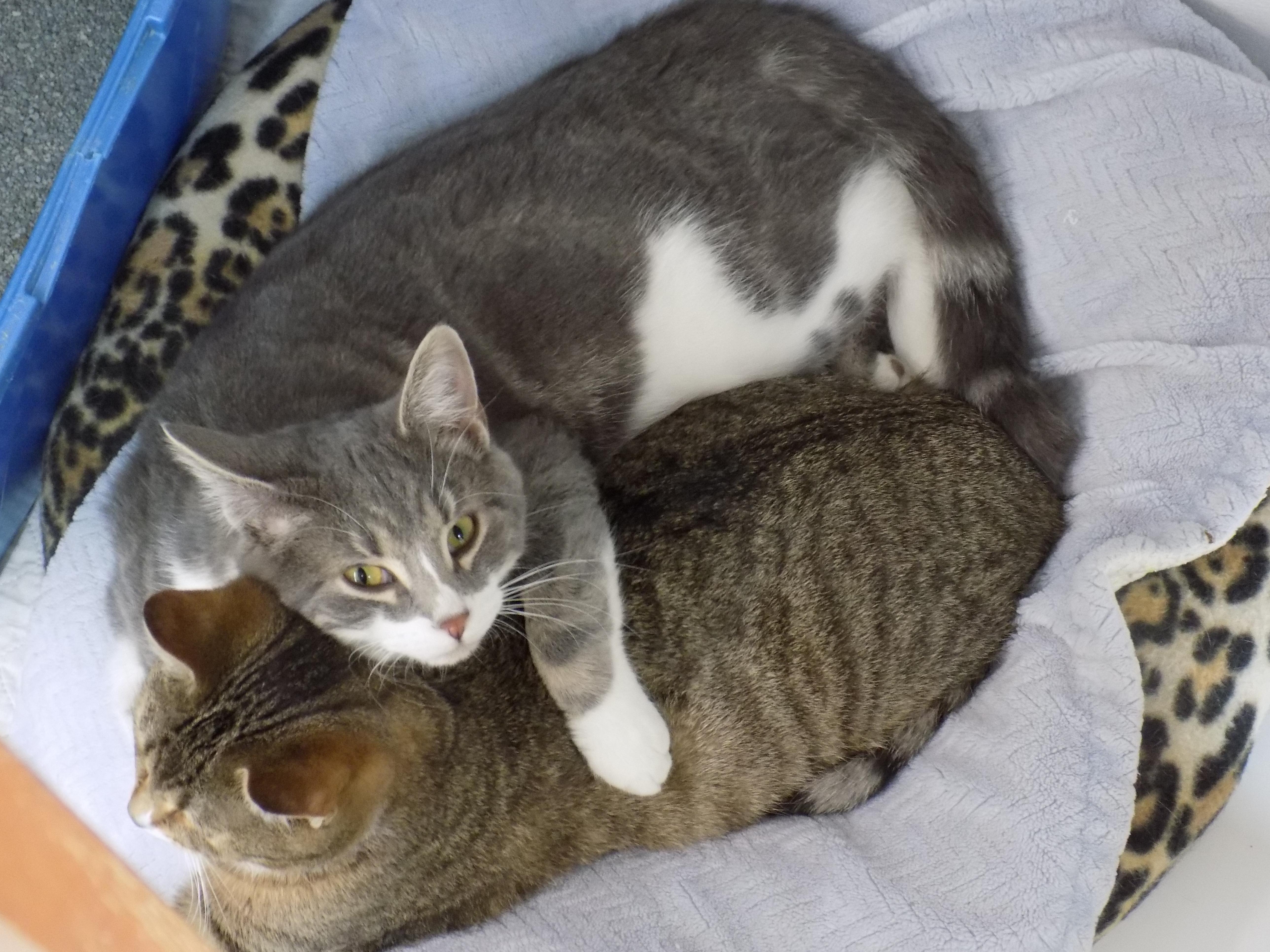 Enlarge Julian, a ADOPTABLE Domestic Short Hair in Savanna, IL image 2/3