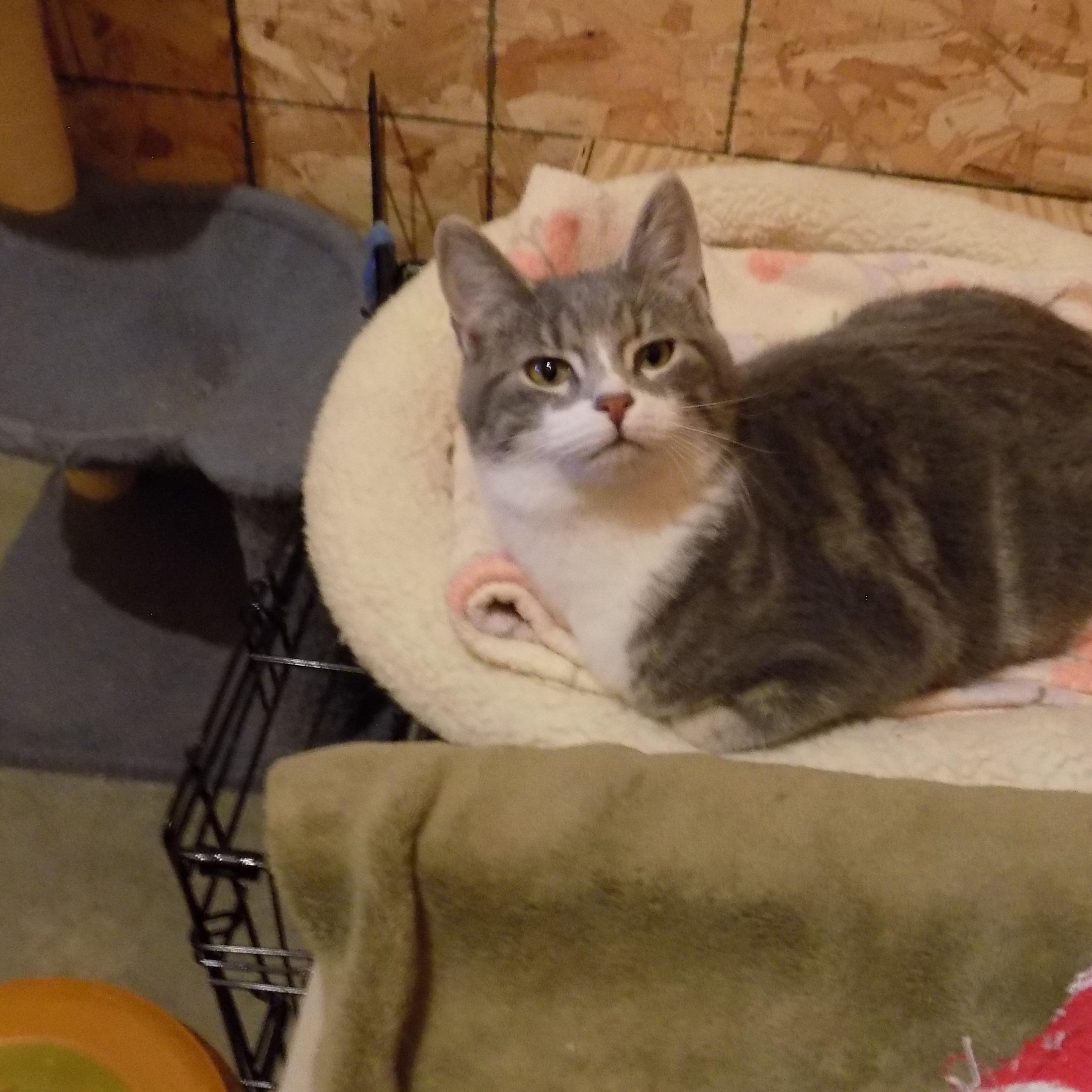 Enlarge Julian, a ADOPTABLE Domestic Short Hair in Savanna, IL image 1/3