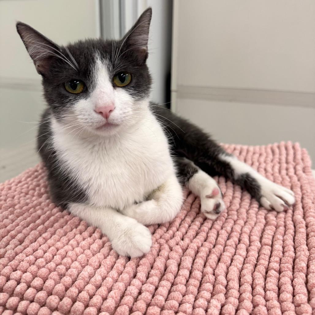 Old Fashion, Adoptable, Young Female Domestic Short Hair.