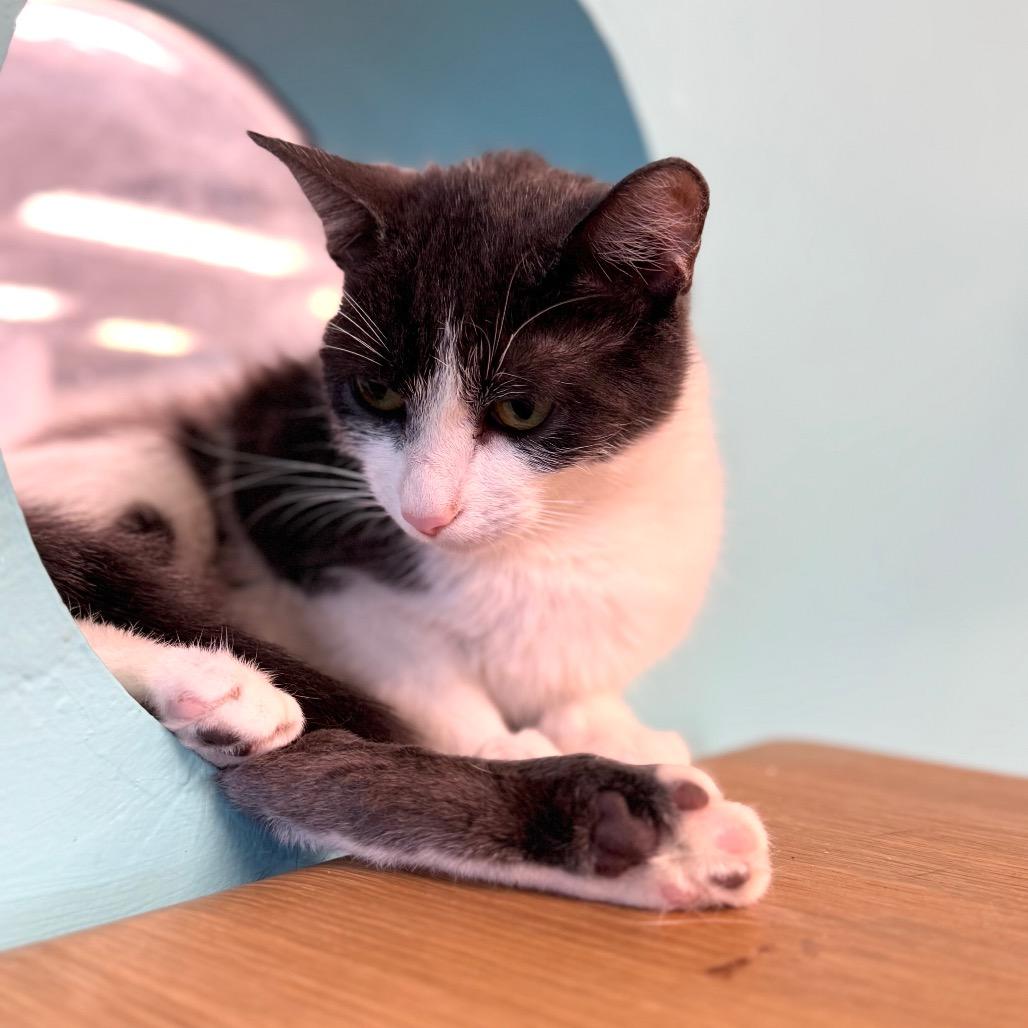 Enlarge Old Fashion, a Adoptable Domestic Short Hair in Wheeling, IL image 2/6