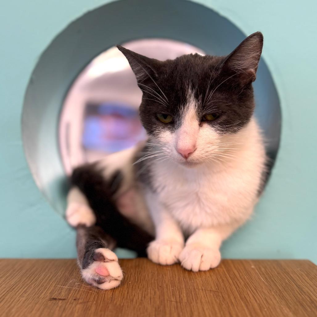 Enlarge Old Fashion, a Adoptable Domestic Short Hair in Wheeling, IL image 3/6