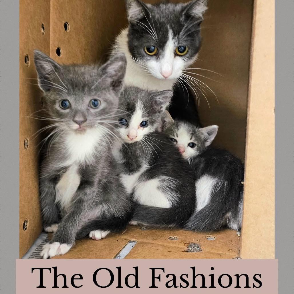 Enlarge Old Fashion, a Adoptable Domestic Short Hair in Wheeling, IL image 5/6