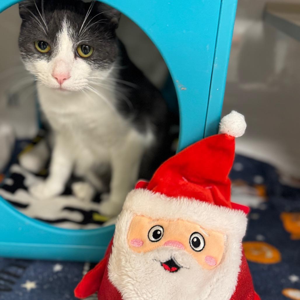 Enlarge Old Fashion, a Adoptable Domestic Short Hair in Wheeling, IL image 6/6