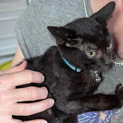 Bear, Adoptable, Kitten Male Domestic Short Hair.