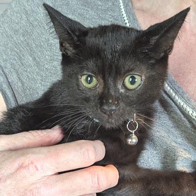 Enlarge Bear, a Adoptable Domestic Short Hair in Johnstown, PA image 2/5