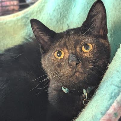 Enlarge Bear, a Adoptable Domestic Short Hair in Johnstown, PA image 3/5