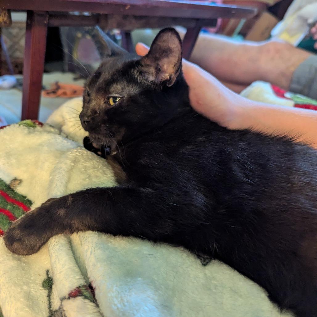 Enlarge Bear, a Adoptable Domestic Short Hair in Johnstown, PA image 4/5