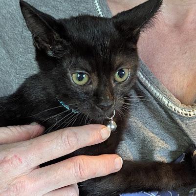 Enlarge Bear, a Adoptable Domestic Short Hair in Johnstown, PA image 5/5