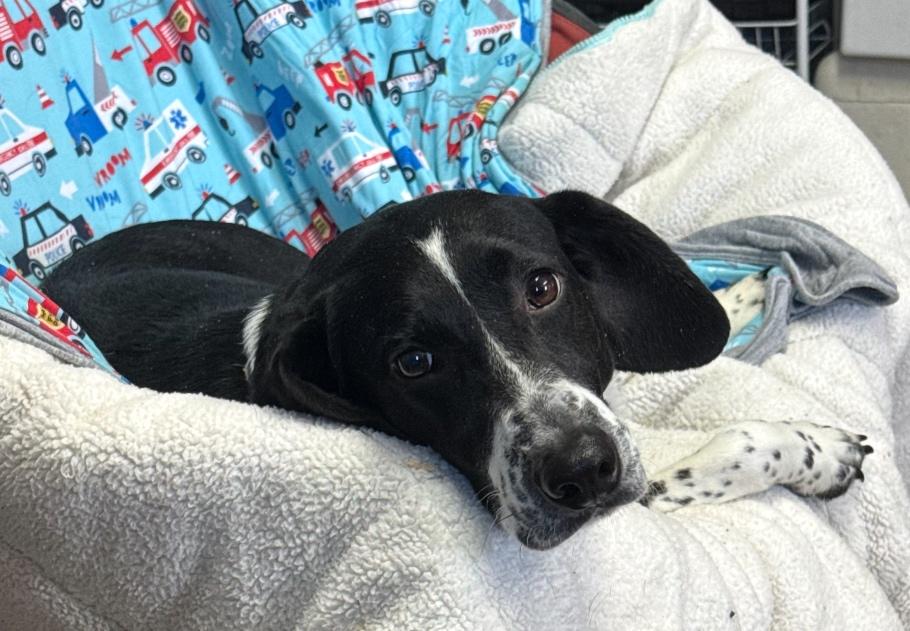 Enlarge Daisy (Happiest Family Companion), a ADOPTABLE mixed breed in Newfoundland, PA image 1/1