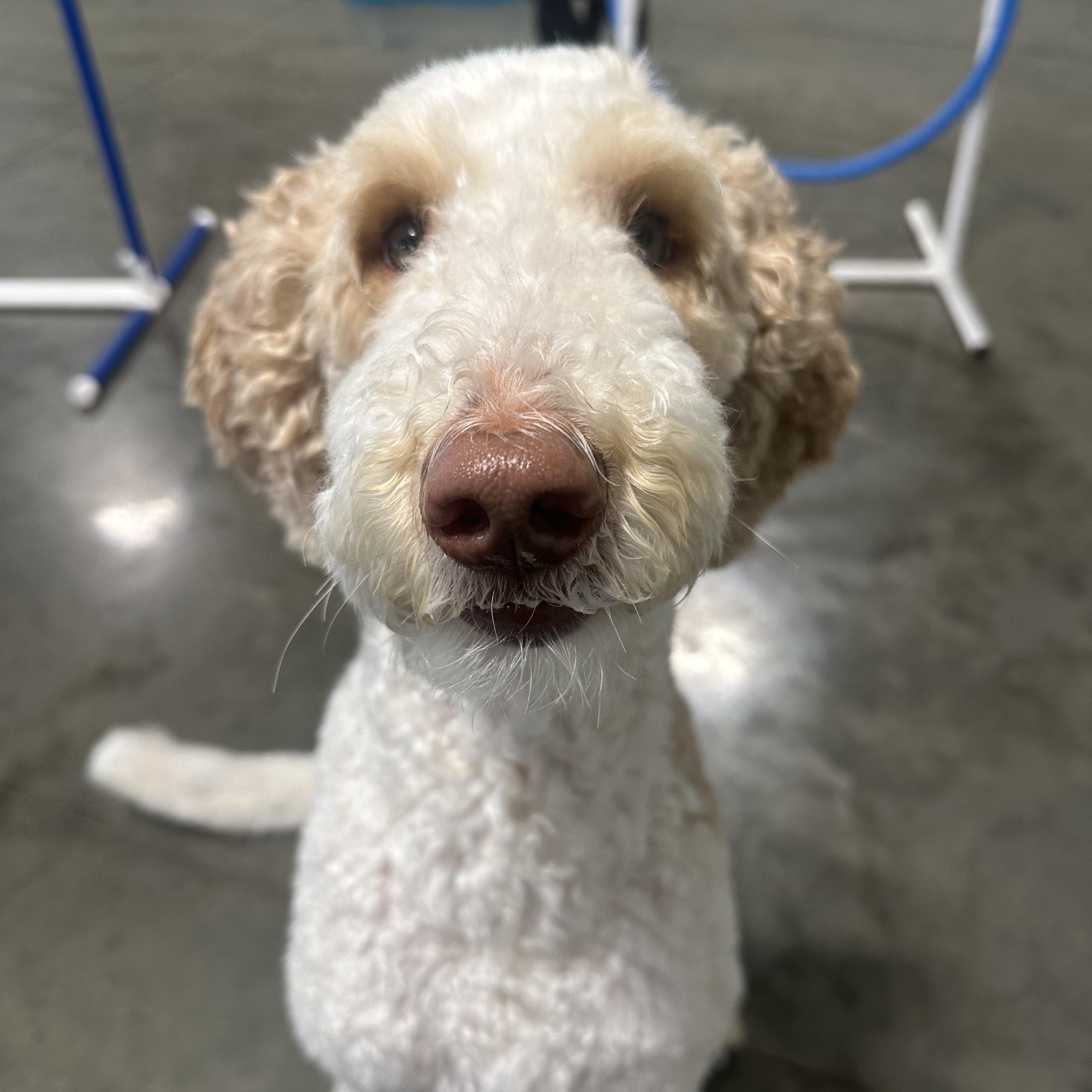 Ginger and Ringo, a Adoptable Goldendoodle image 2/6
