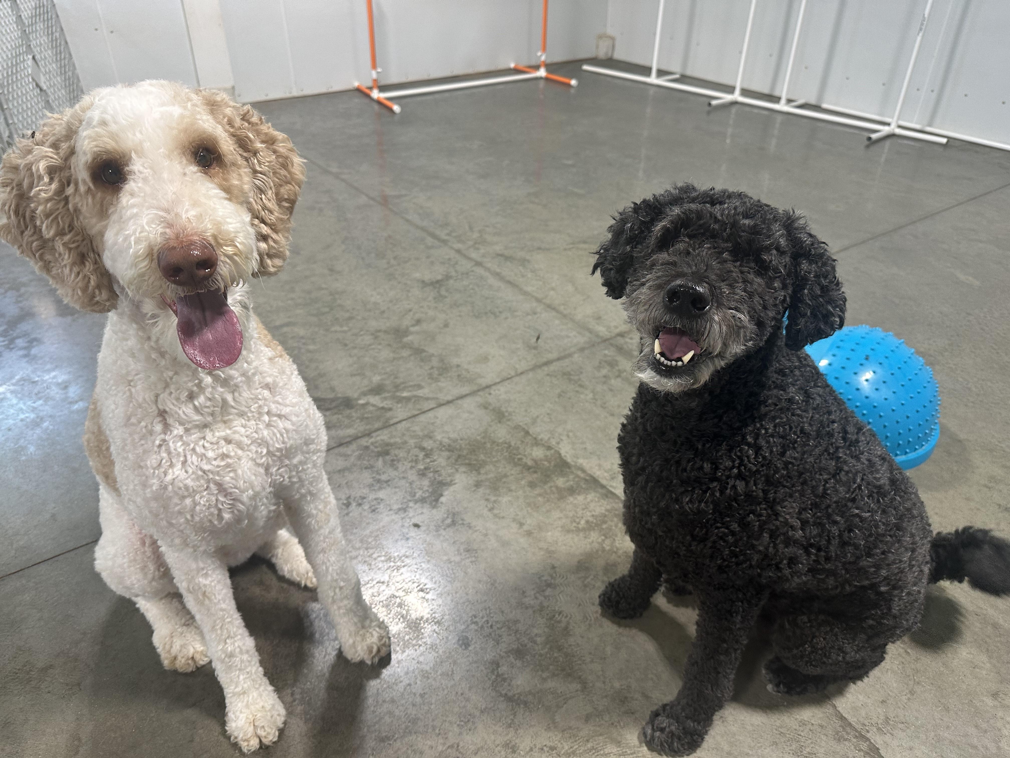 Ginger and Ringo, Adoptable, Adult Female Goldendoodle.