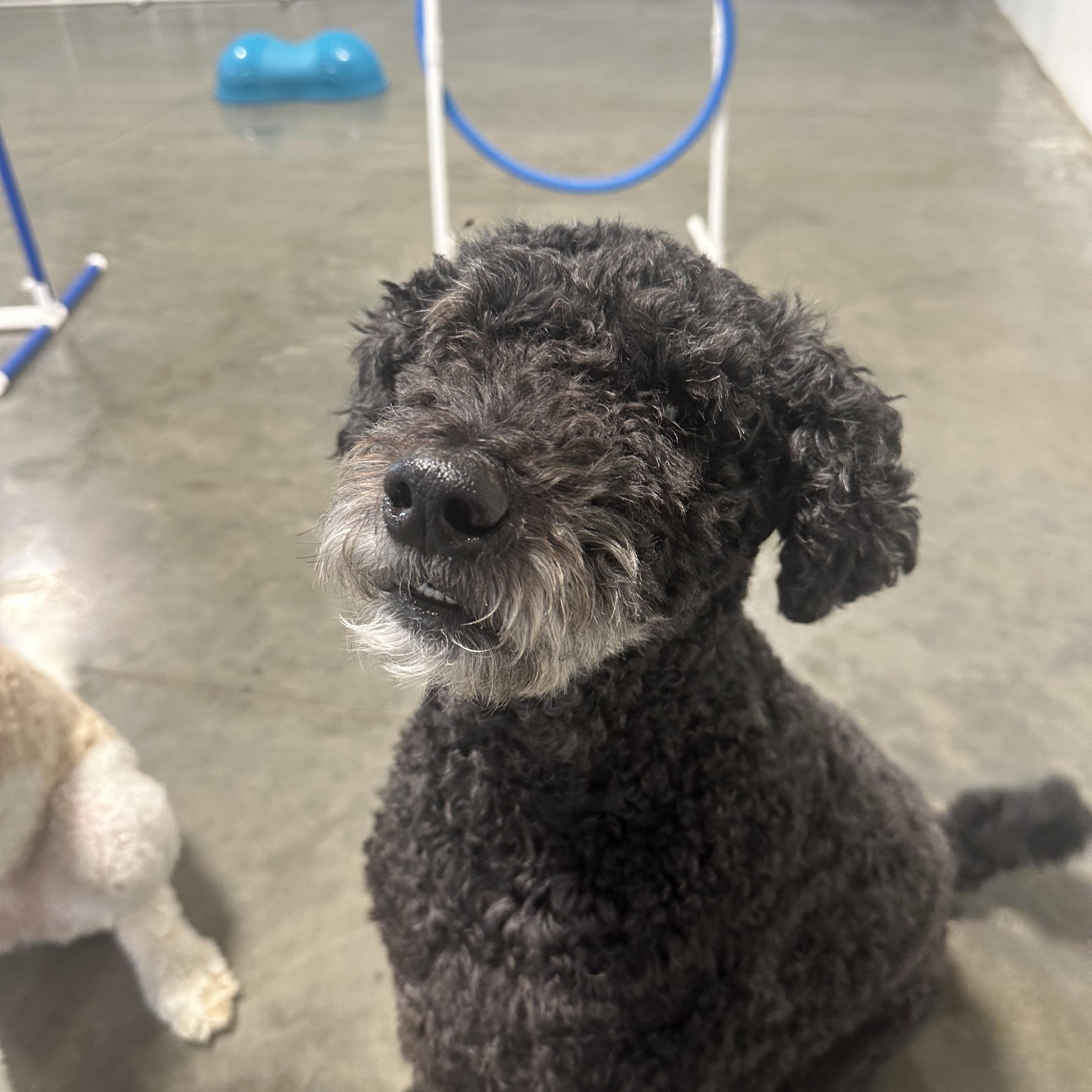 Ginger and Ringo, a Adoptable Goldendoodle image 3/6