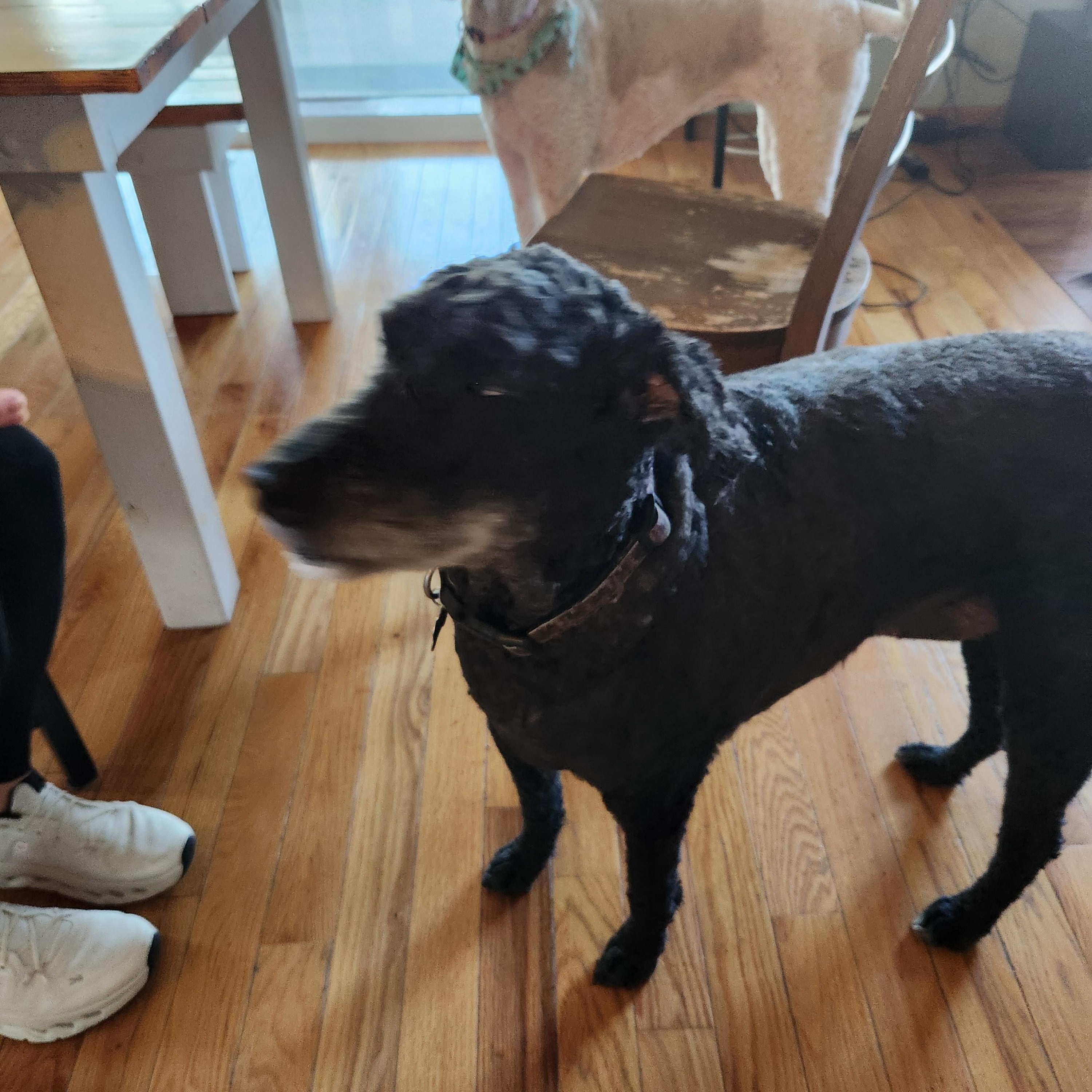 Ginger and Ringo, a Adoptable Goldendoodle image 6/6