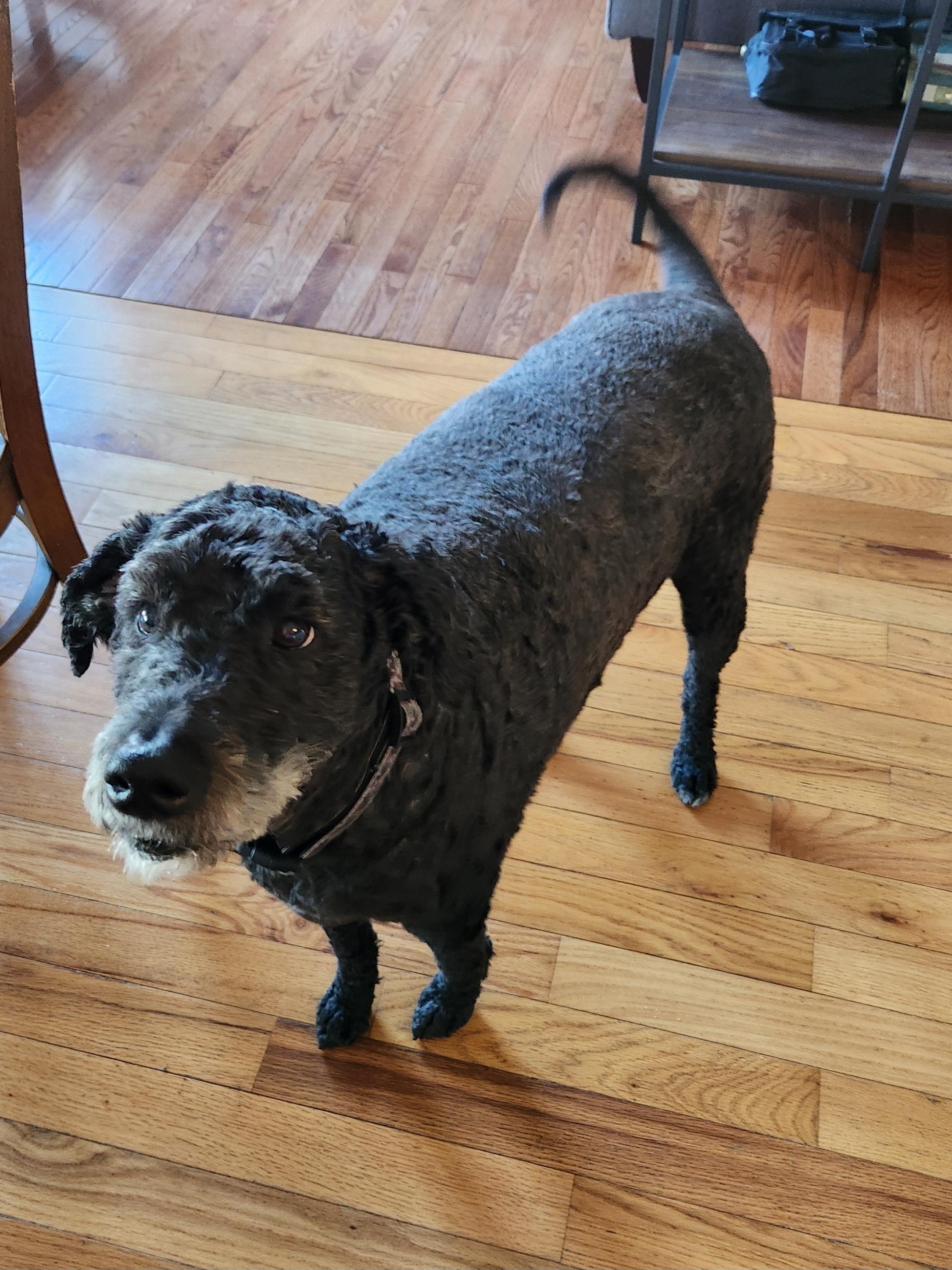 Ginger and Ringo, a Adoptable Goldendoodle image 5/6