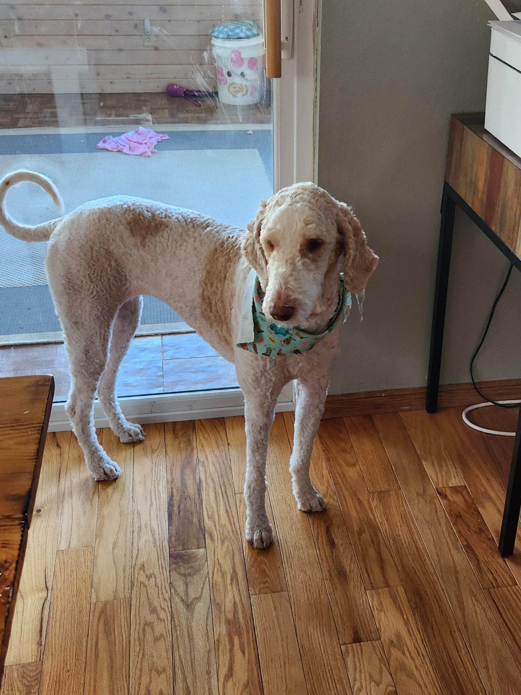 Ginger and Ringo, a Adoptable Goldendoodle image 4/6