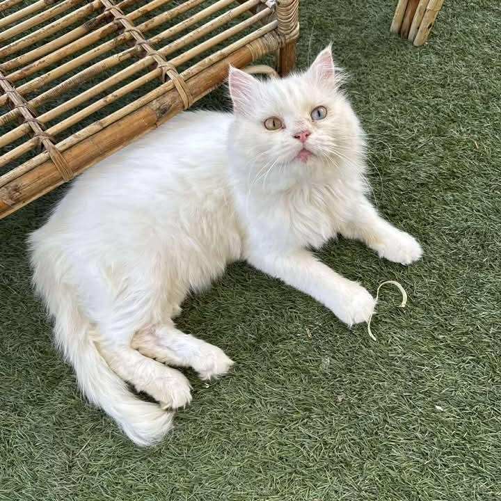 Ricky -2 different Eye colors, Adult Female unknown