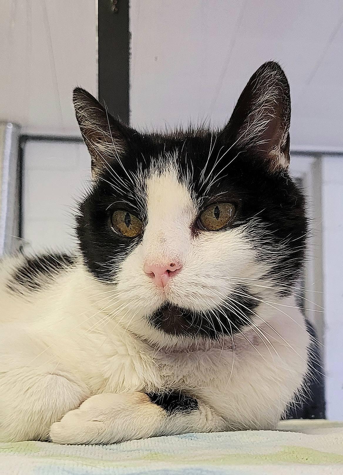 Claire, Adopted, Senior Female Domestic Short Hair.