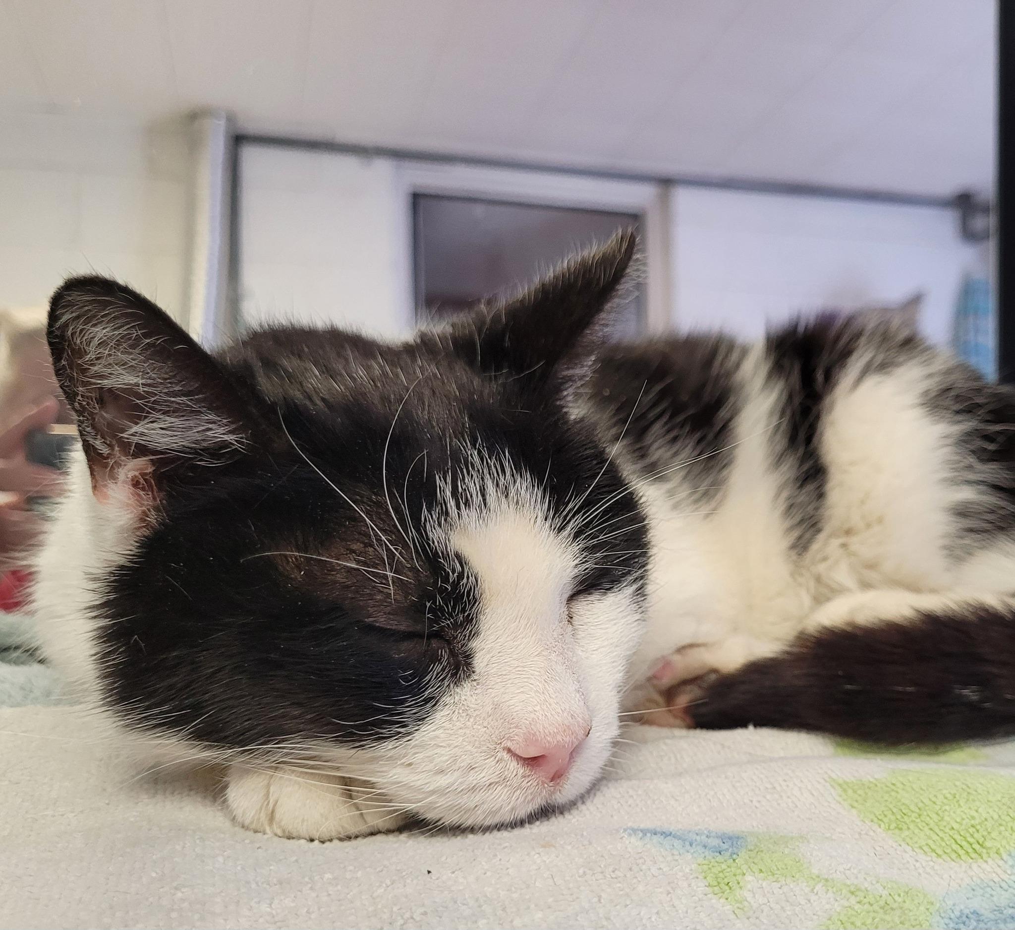 Enlarge Claire, a Adopted mixed breed in Abington, PA image 2/3