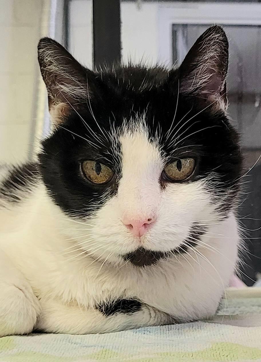 Enlarge Claire, a Adopted mixed breed in Abington, PA image 3/3