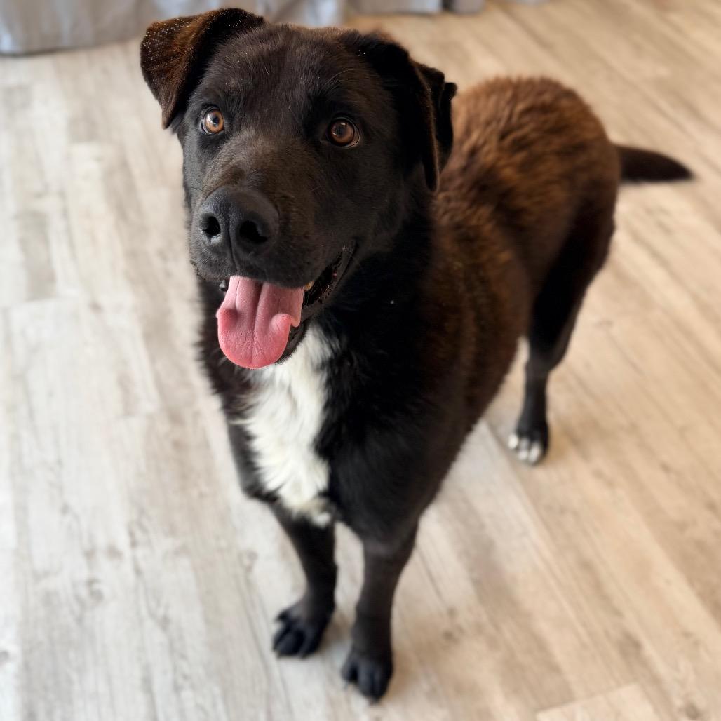 Enlarge Sammy, a Adoptable mixed breed in Green Bay, WI image 1/6