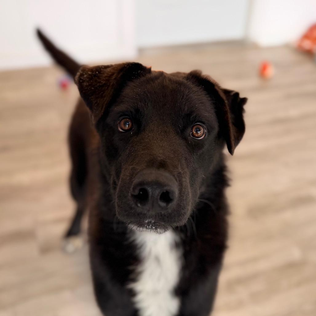 Enlarge Sammy, a Adoptable mixed breed in Green Bay, WI image 2/6
