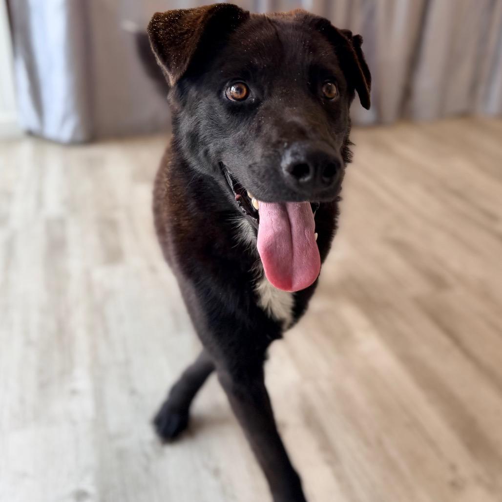 Enlarge Sammy, a Adoptable mixed breed in Green Bay, WI image 3/6