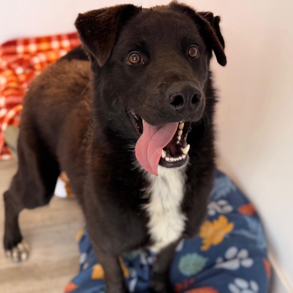 Enlarge Sammy, a Adoptable mixed breed in Green Bay, WI image 4/6