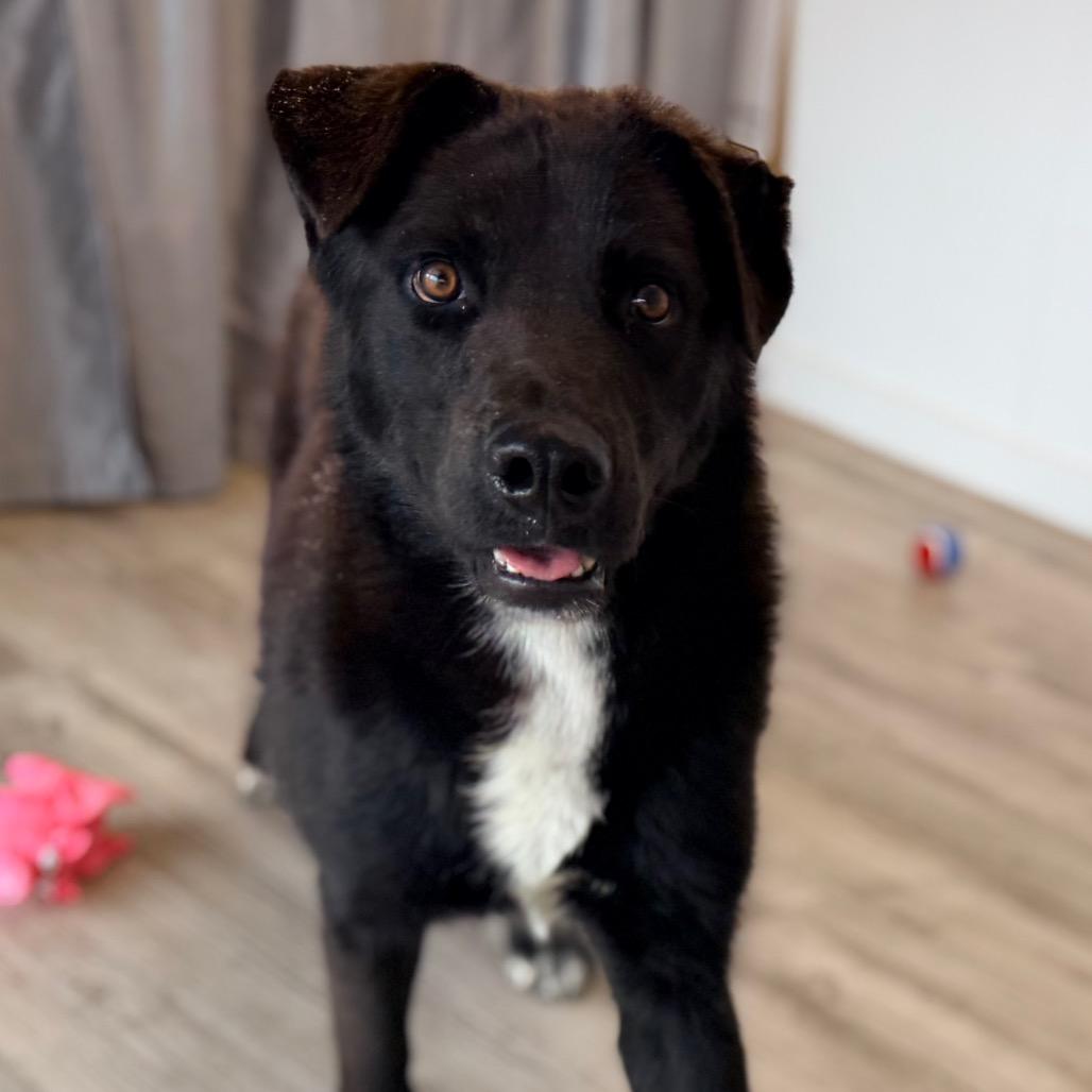 Enlarge Sammy, a Adoptable mixed breed in Green Bay, WI image 5/6