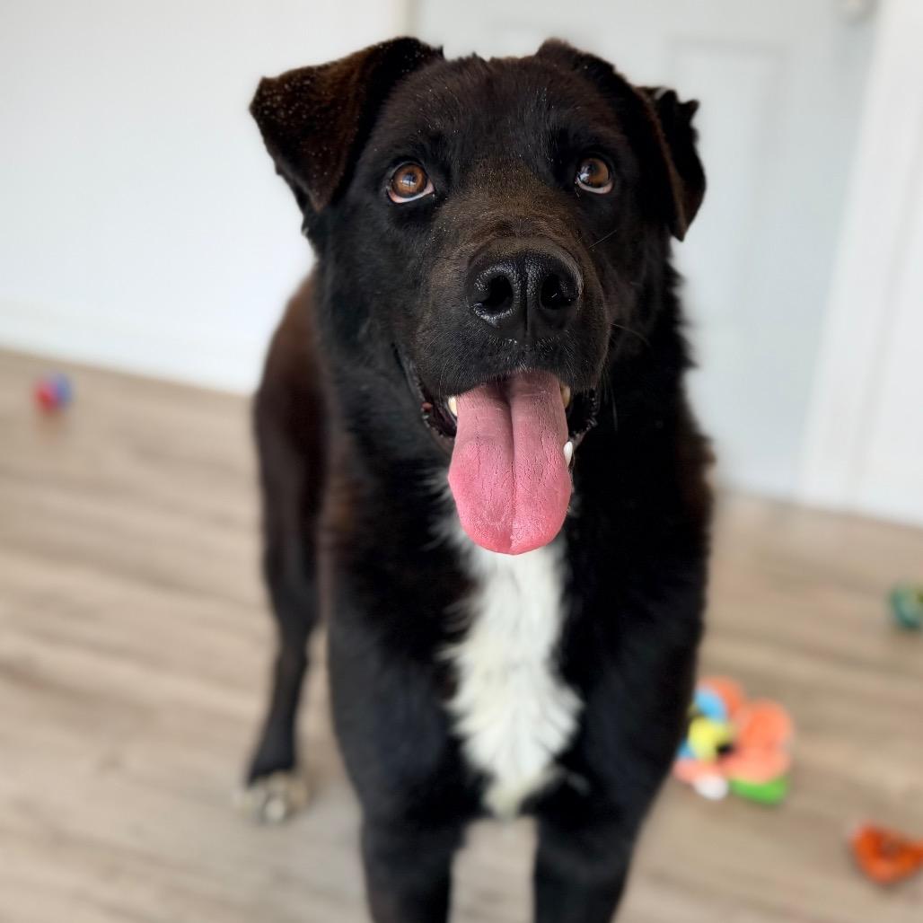 Enlarge Sammy, a Adoptable mixed breed in Green Bay, WI image 6/6