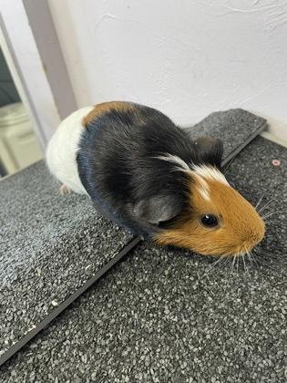Penelope, Adoptable, Adult Female Guinea Pig & Guinea Pig.
