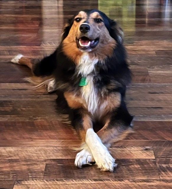 sadie, Adopted, Young Female Australian Shepherd & Shetland Sheepdog / Sheltie.