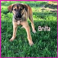 Britta, Adoptable, Puppy Female Mixed Breed.