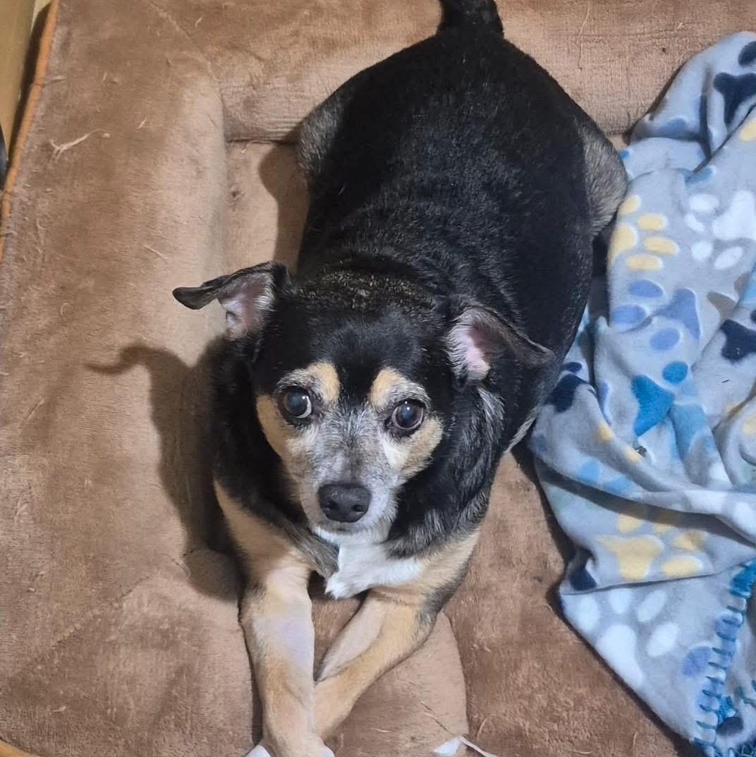 Jessie, ADOPTABLE, Senior Male Chihuahua.