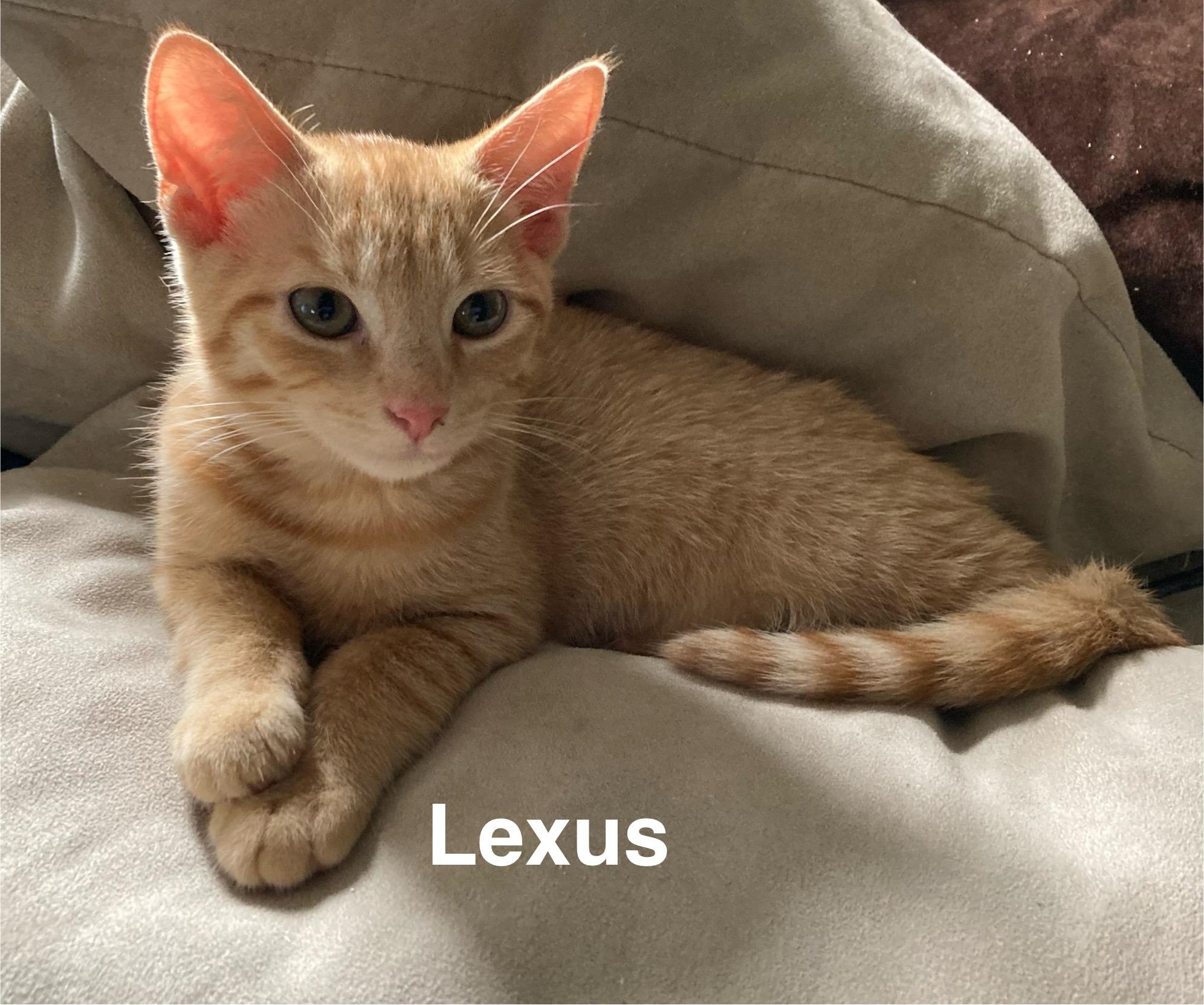 Enlarge Lexus (bonded with Tiggy Bella, LF), a Adoptable Domestic Short Hair in Huddleston, VA image 1/6