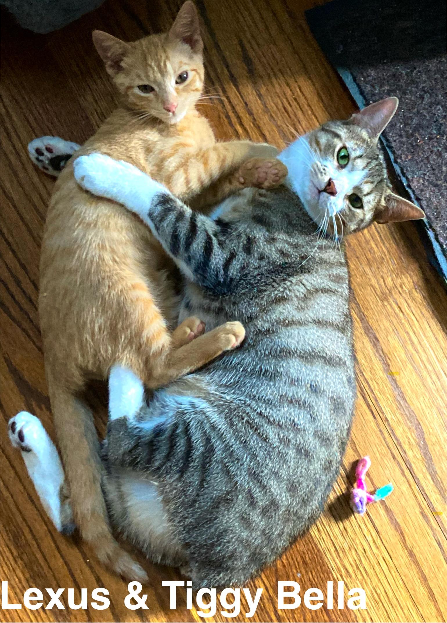 Enlarge Lexus (bonded with Tiggy Bella, LF), a Adoptable Domestic Short Hair in Huddleston, VA image 3/6