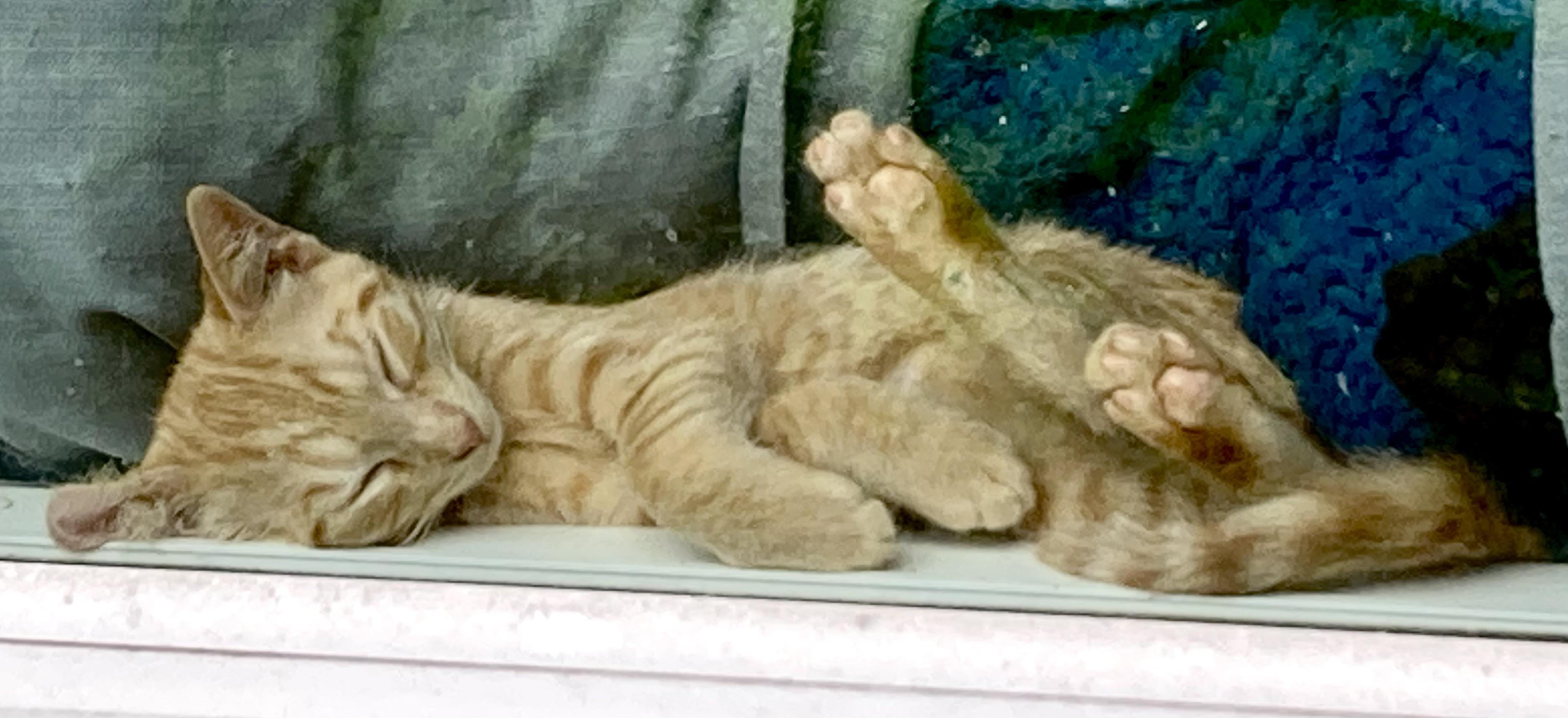 Enlarge Lexus (bonded with Tiggy Bella, LF), a Adoptable Domestic Short Hair in Huddleston, VA image 4/6