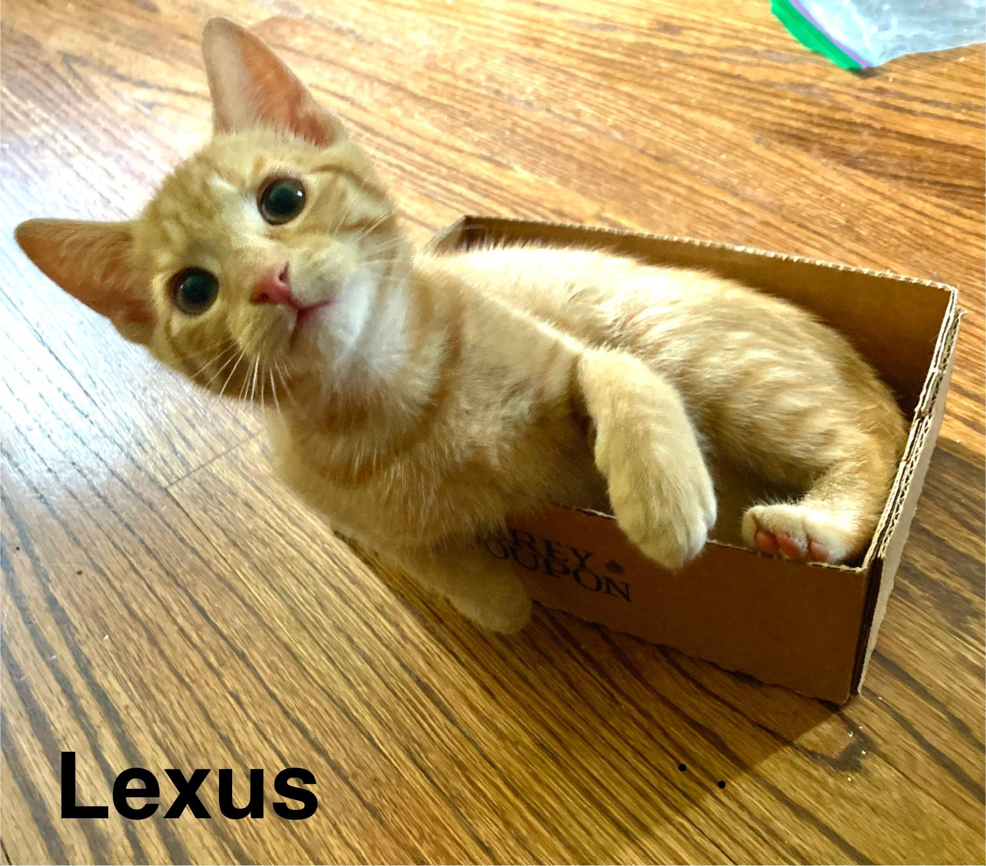 Enlarge Lexus (bonded with Tiggy Bella, LF), a Adoptable Domestic Short Hair in Huddleston, VA image 5/6