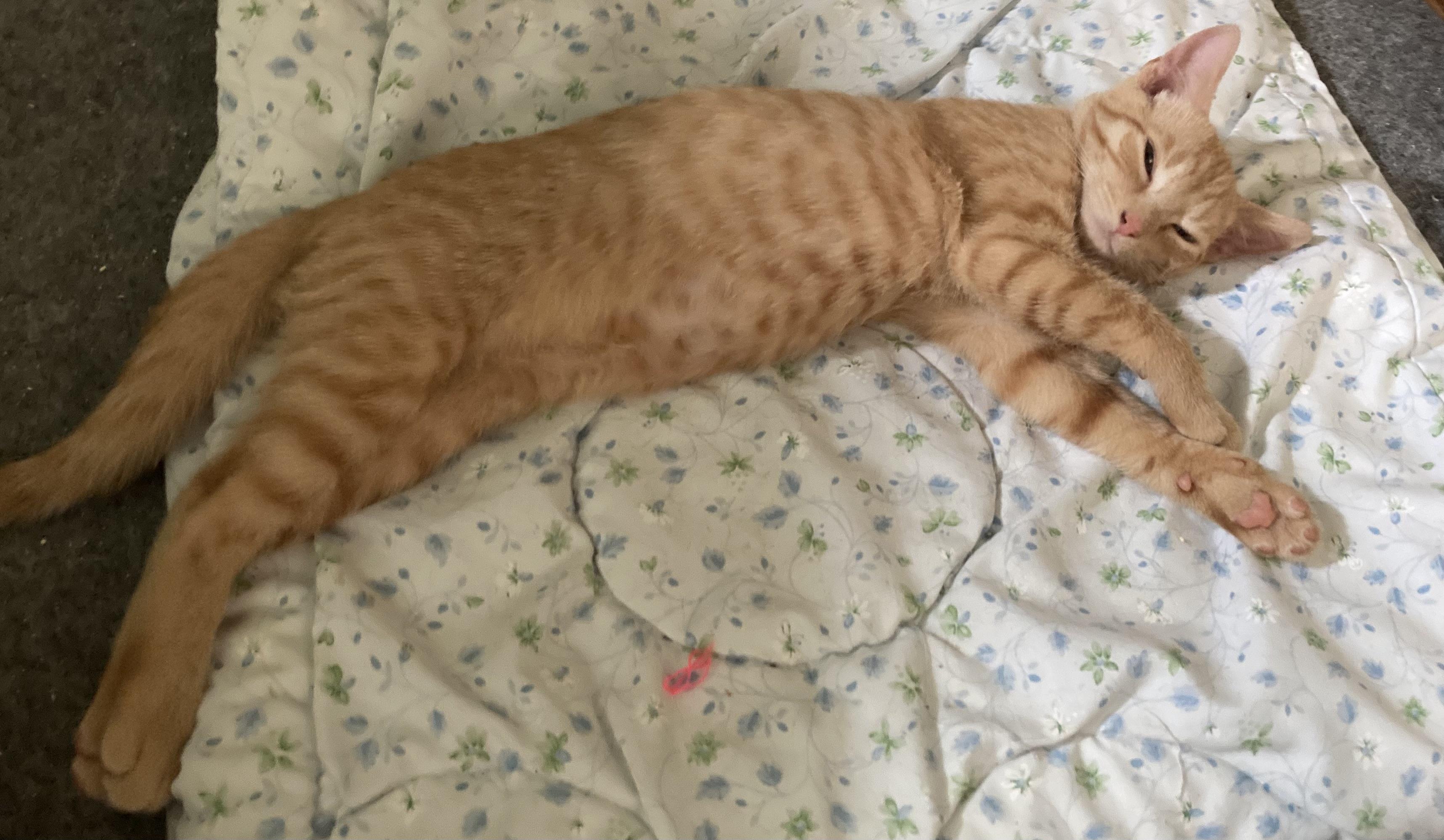 Enlarge Lexus (bonded with Tiggy Bella, LF), a Adoptable Domestic Short Hair in Huddleston, VA image 6/6