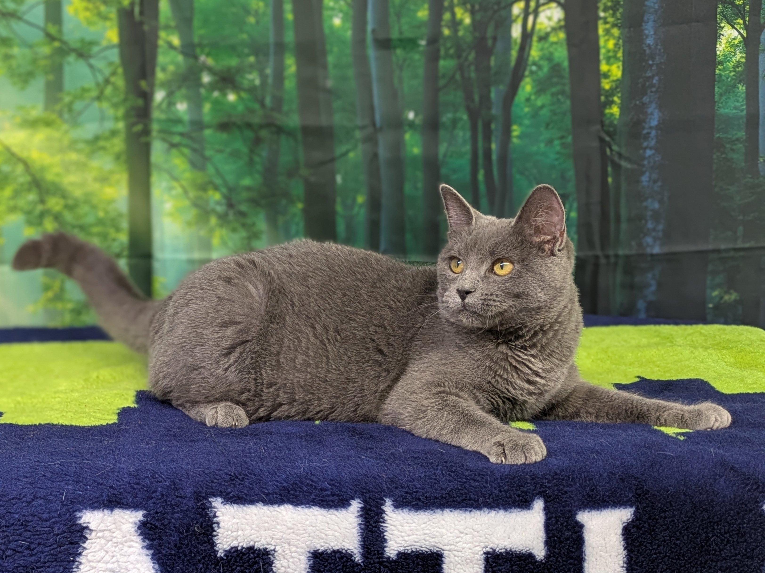 Susu, an adoptable Domestic Short Hair, Russian Blue in Republic, WA, 99166 | Photo Image 3