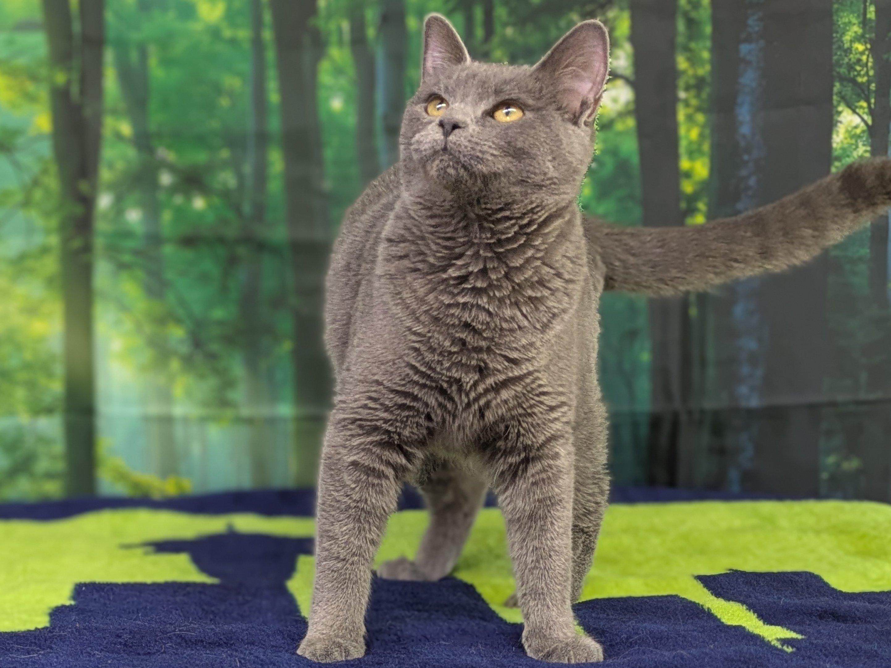 Enlarge Susu, a Adoptable mixed breed in Republic, WA image 5/6