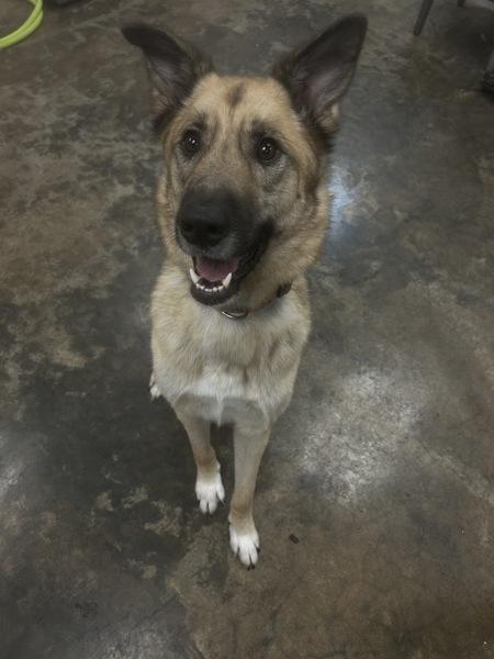 Castle, Adoptable, Adult Male German Shepherd Dog & Great Pyrenees.