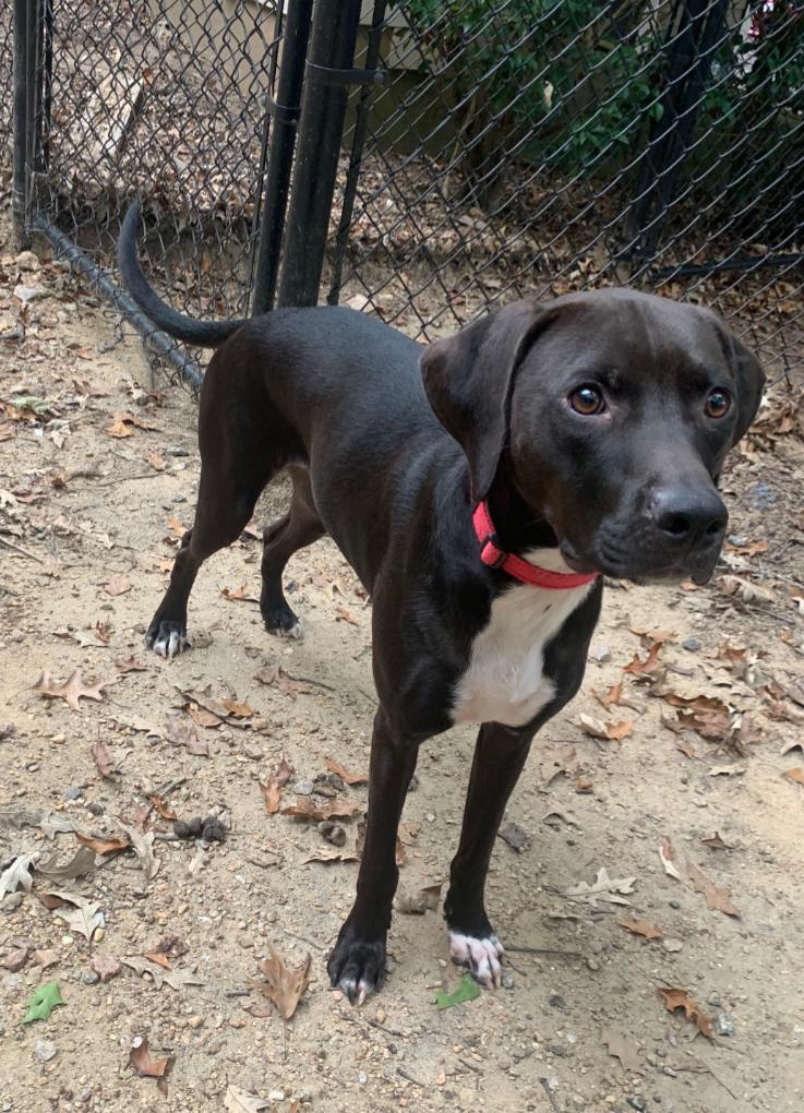 Moby, Adoptable, Adult Male Hound & Labrador Retriever.