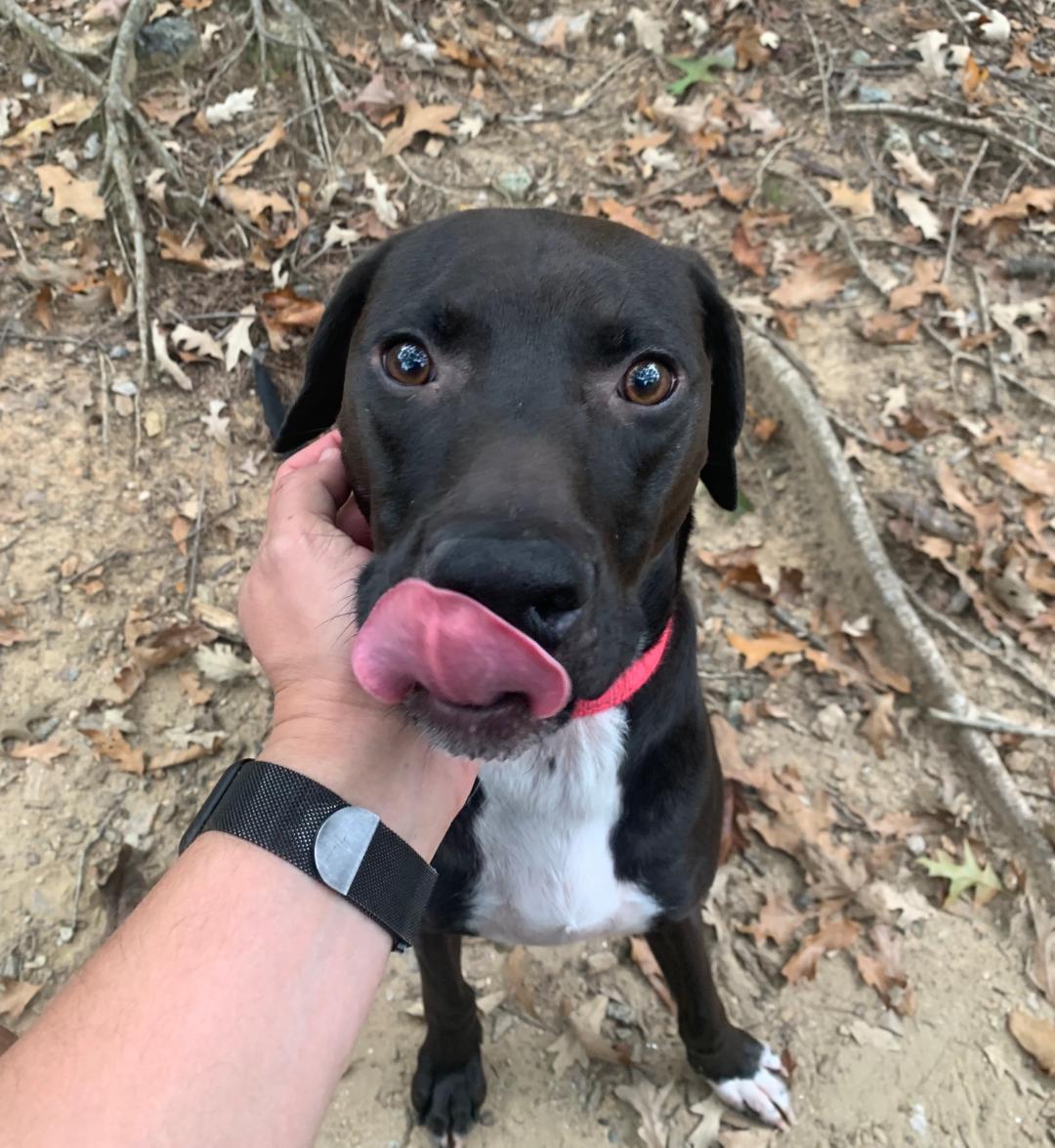 Moby, a Adoptable mixed breed in Holly Springs, NC image 2/3